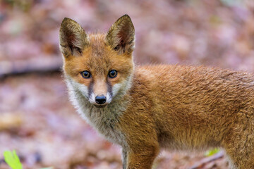 Rotfuchs (Vulpes vulpes) Junger