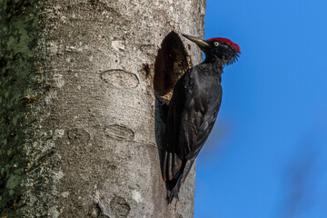 Schwarzspecht (Dryocopus martius) Männchen