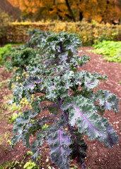 Purple curly leaf kale plants in organic soil in the late autumn vegetable garden. Gardening or harvesting concept.