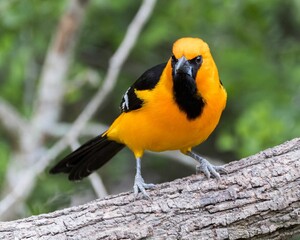 Fototapeta premium Closeup shot of Altamira oriole perched on a tree branch