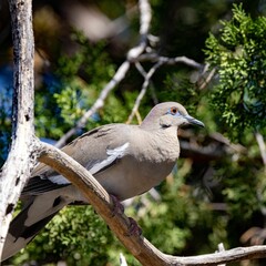Closeup shot of a white-winged dove perched on a tree branch