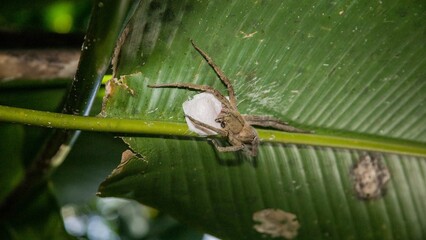 Close-up shot of a Brazilian wandering spider on a green leaf