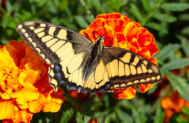 Close-up of a butterfly on an orange flower in nature