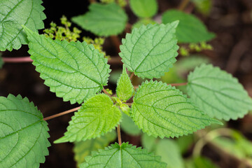 Fresh green leaves of Nettle or Urtica dioica (Laportea Interrupta Chew) are growing on tree in the tropical herb garden