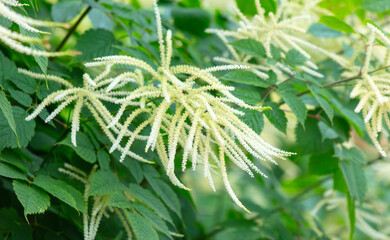 White flowers in nature. Close-up