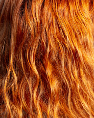 Red wavy hair on a girl as a background