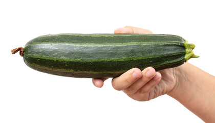 Zucchini in hand isolated white background. Close-up