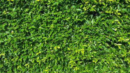 Obraz premium Close-up green grass wall background