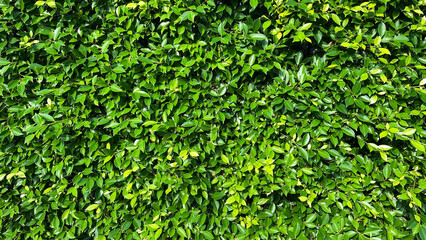 Close-up green leaves wall background.