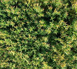 Plant with green leaves natural pattern.