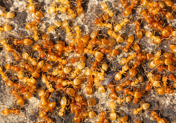 Yellow ants on the ground. Close-up