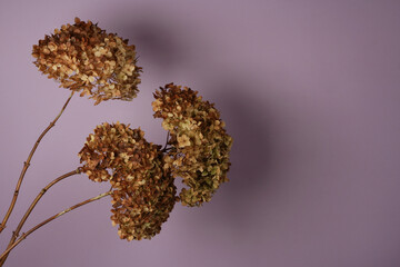 Closeup branch dried hydrangea flowers on the light background with shadows. Autumn season...