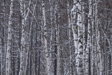 Fototapeta premium 冬の奥日光の森