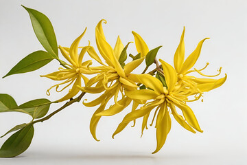 Fresh Ylang-ylang flower isolated on white background