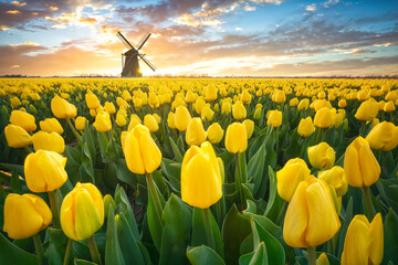 Low angle view on yellow tulips in flower field and a traditional dutch windmill in the spring at...