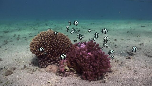 Damsel fish swimming over hard corals in the Red Sea