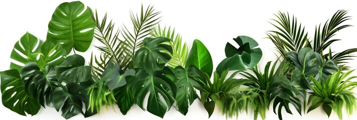 Green leaves of tropical plants bush (Monstera, palm, fern, rubber plant, pine, birds nest fern) floral arrangement indoors garden nature backdrop isolated on white background, panoramic