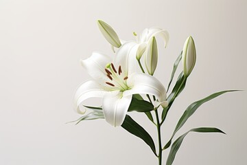 Photo of a pristine white lily with a solid white background. Generative AI