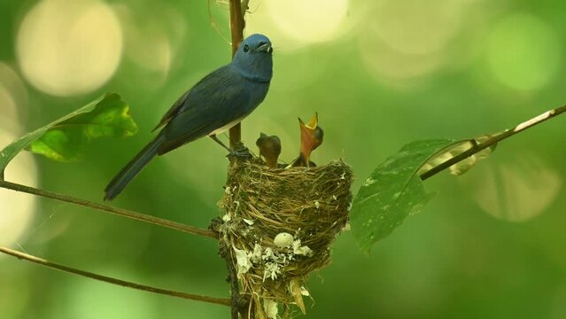 Female Black-naped Blue Flycatcher Hypothymis azurea is waiting for its mate together with its three nestlings in Kaeng Krachan National, Petchaburi, Thailand.