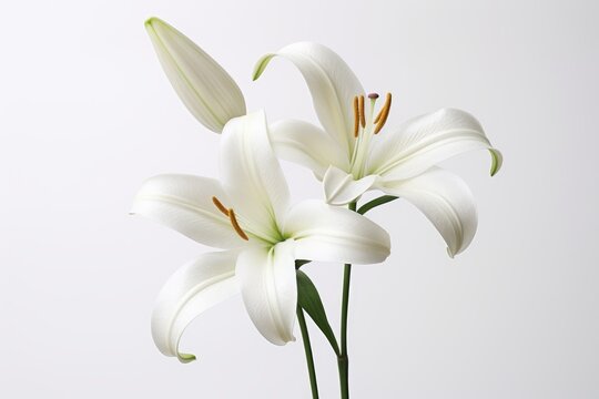 Photo of a pristine white lily with a solid white background. Generative AI