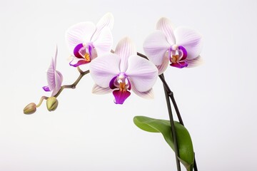 Fototapeta na wymiar Photo of a stunning orchid on a solid white background. Generative AI