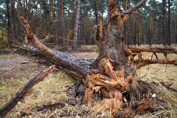 Fallen tree in autumn forest. Fallen trees on the ground after a strong storm.