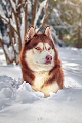 Beautiful red husky dog. Winter portrait of a Siberian husky dog in sunny forest.