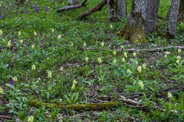 Blasses Knabenkraut (Orchis pallens)