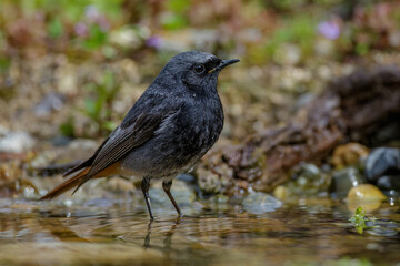 Hausrotschwanz (Phoenicurus ochruros) M&auml;nnchen