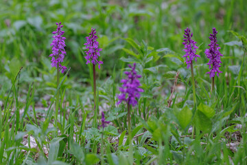 Obraz premium Mannsknabenkraut (Orchis mascula)