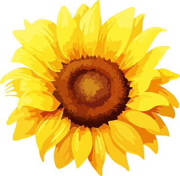 Sunflower clipart design illustration isolated on white background
