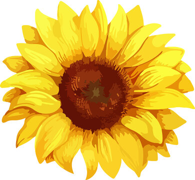 Sunflower clipart design illustration isolated on white background