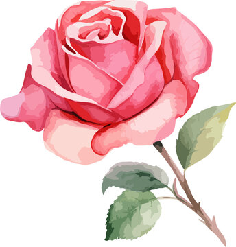 Watercolor roses drawing clipart vector design illustration