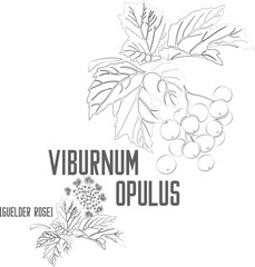 Wild guelder rose, European Cranberry, Snowball Tree vector contour. Viburnum opulus tree outline. Set of Viburnum fruits in Line for pharmaceuticals and coocking. Contour drawing of medicinal herbs