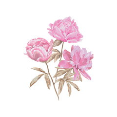 Bouquet of pink pastel peonies. Vector illustration in watercolor style. Greeting cards, wedding invitations, newborn baby shower, Valentine's day.