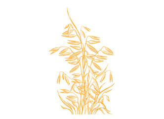 Sheaf of oat spike Vector illustration Golden seed