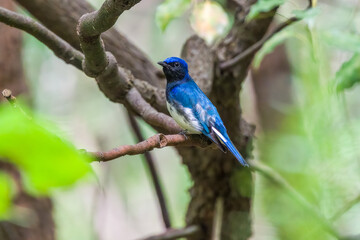 Blue-and-white Flycatcher in Nanhui Beach, Pudong New Area, Shanghai, China.