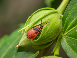 Fototapeta premium An immature fire bug sitting on a flower