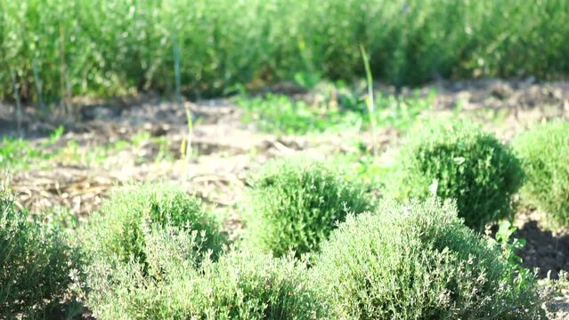 Tarragon. Lush tarragon field with rows of green herbs, herb cultivation, agricultural landscape, culinary ingredients, aromatic herbs. Organic agriculture harvesting agribusiness concept. Slow motion