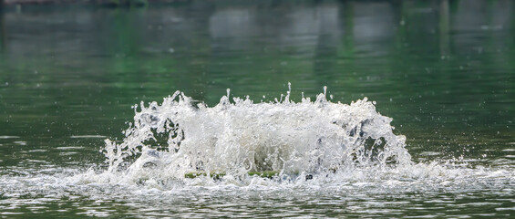 Wzburzona powierzchnia wody w stawie przez podwodna fontannę 