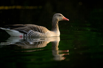 Portrait of a greylag goose swimming on a lake