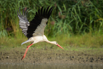 A White Stork flying low over water