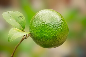 close up of a lime fruit on a branch, blurred background