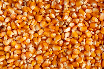Top view closeup shot dry corn seed background