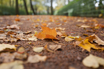 autumn background, road in the park with yellow autumn leaves