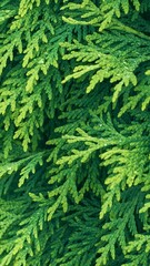 Western thuja green twig. Marsh cedar plant texture background. Thuja occidentalis.