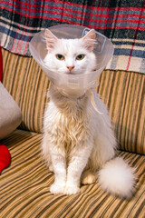A beautiful white cat with big ears in a veterinary collar sits on a striped sofa	
