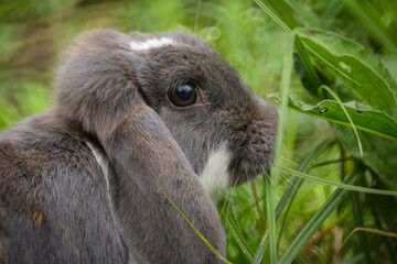 A cute dwarf rabbit in a green meadow
