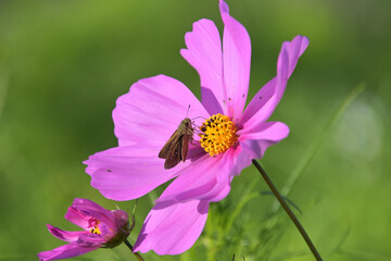 コスモスの花にとまったチャバネセセリ