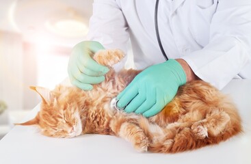 Veterinarian Use Stethoscope to Examining a cat Pet, AI generated image